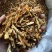 陈皮新货无硫陈皮丝橘子皮气味清香过筛发货