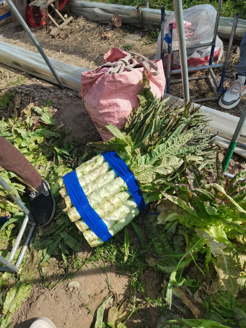精品红叶莴笋莴苣产地直发一手货源品质保证视频看货