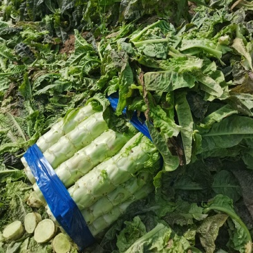 精品红叶莴笋莴苣产地直发一手货源品质保证视频看货