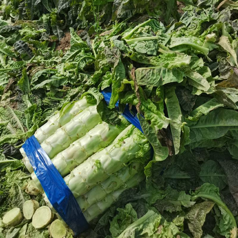 精品红叶莴笋莴苣产地直发一手货源品质保证视频看货