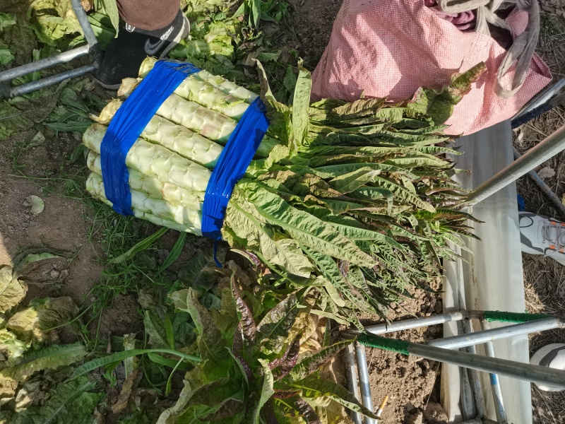 精品红叶莴笋莴苣产地直发一手货源品质保证视频看货