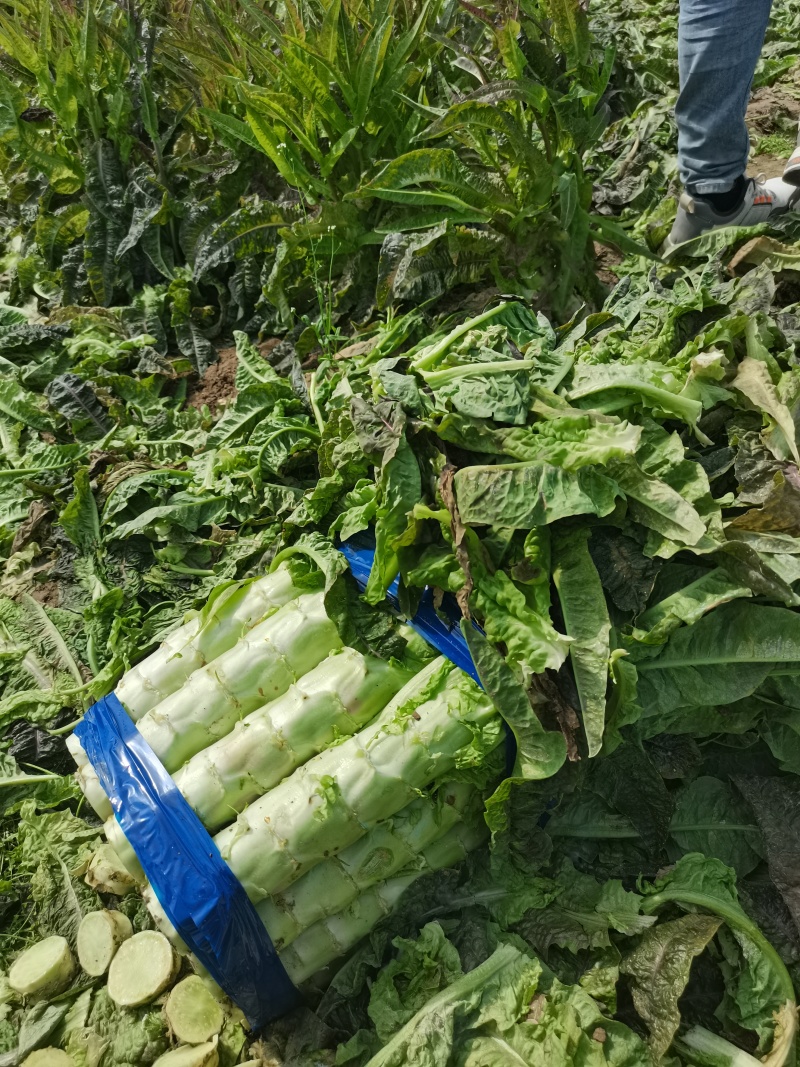 精品红叶莴笋莴苣产地直发一手货源品质保证视频看货