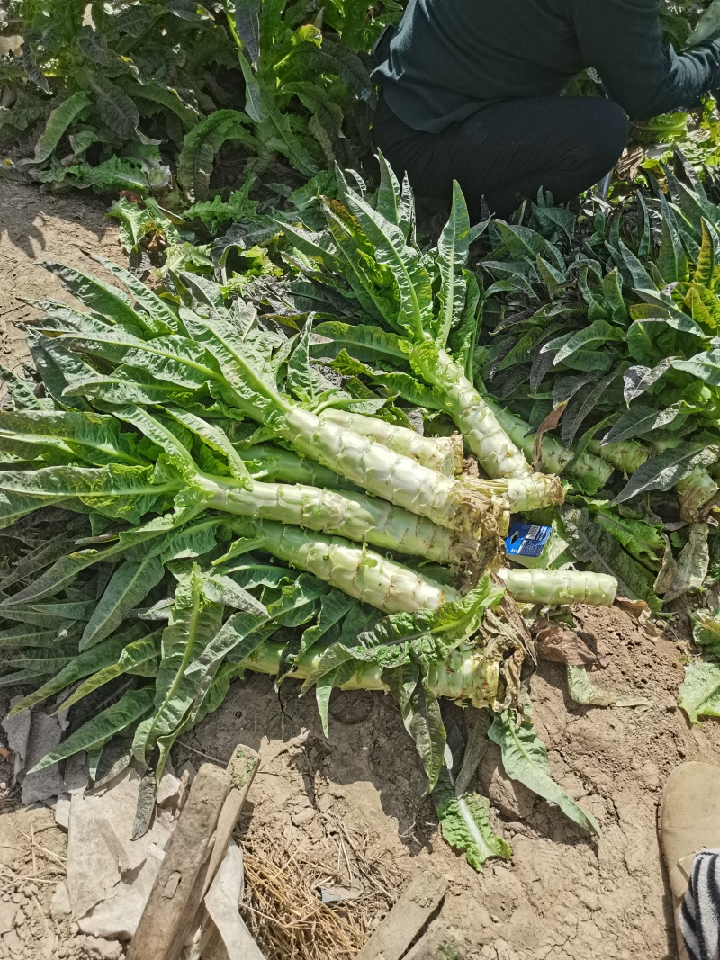 精品红叶莴笋莴苣产地直发一手货源品质保证视频看货