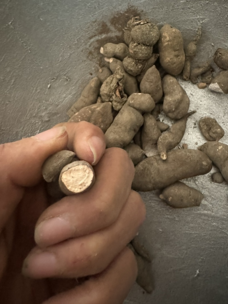 三叶青金线吊葫芦实物拍摄三叶青干货白茬芯三叶青