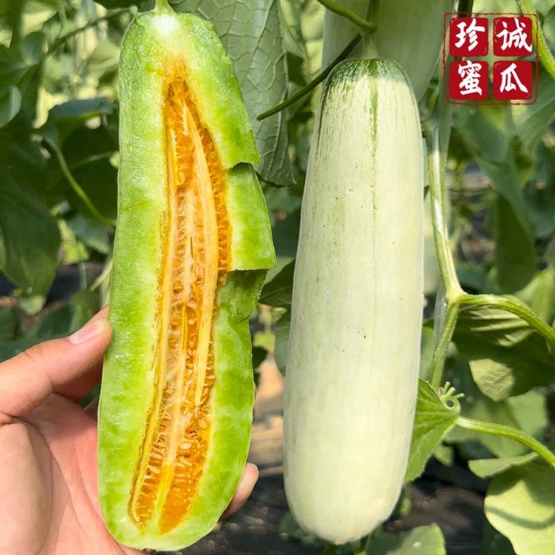 万亩博洋61甜瓜专业供应诚信经营精诚合作