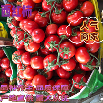 🔥大红果番茄串果万亩基地可实地考察商超拖板车