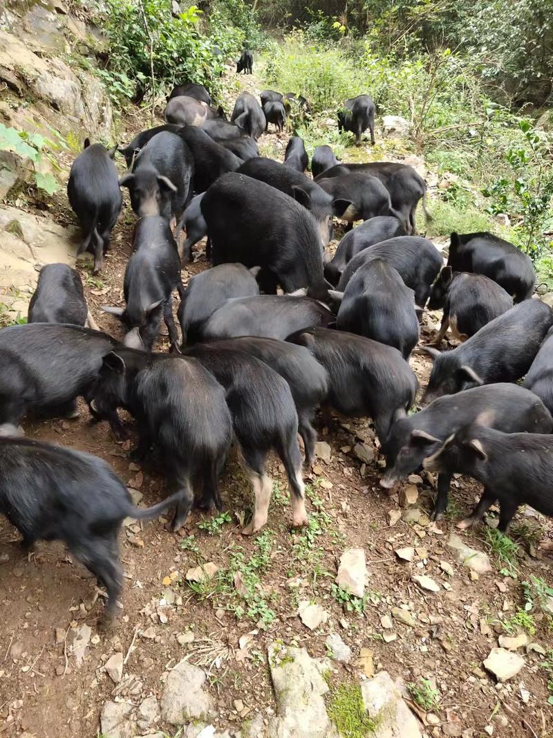 跑山猪野山猪专业放养养殖，肉质紧致，欢迎全国客户订购