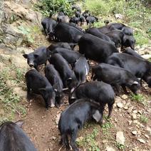 跑山猪野山猪专业放养养殖，肉质紧致，欢迎全国客户订购