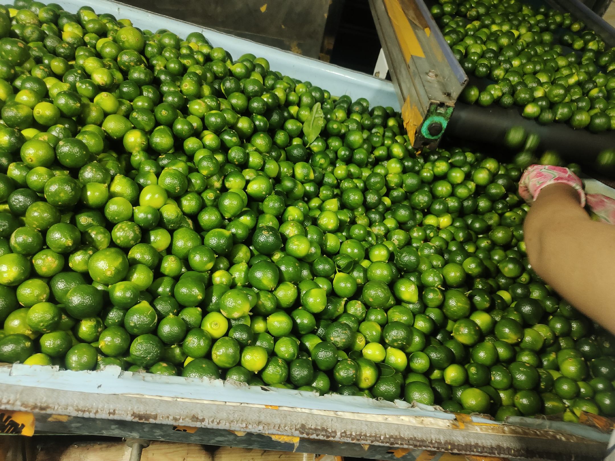 冻干金桔片在低温真空环境中加工，保留营养