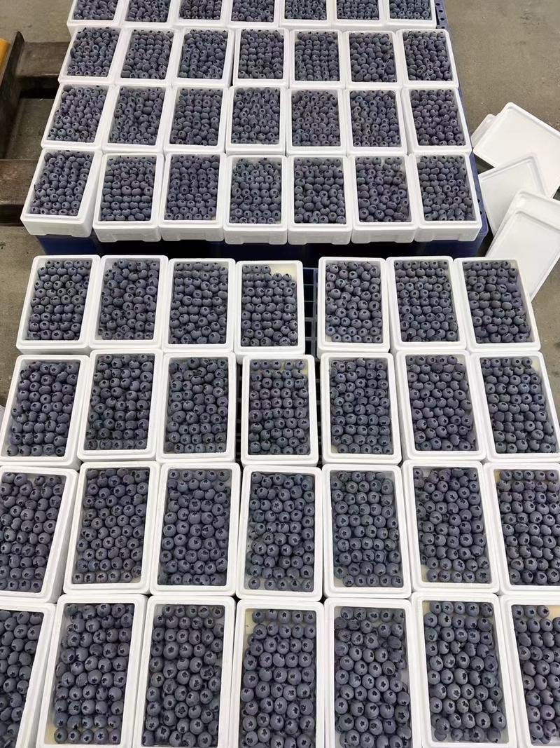 丹东蓝莓串果粒果支持一件代发社区团购电商商超微商等
