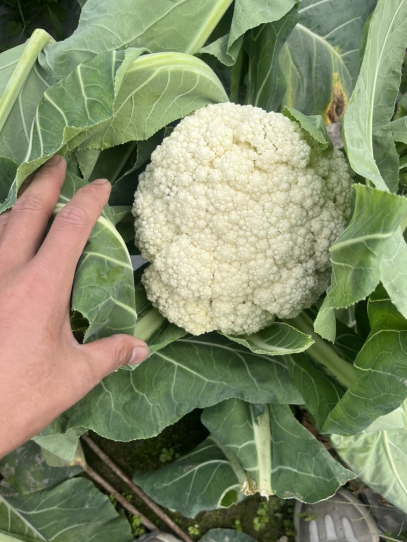 🔥有机白花菜🥦一手货源现砍现卖