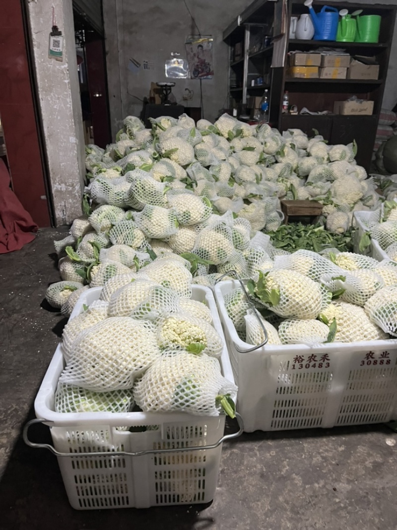 🔥有机白花菜🥦一手货源现砍现卖