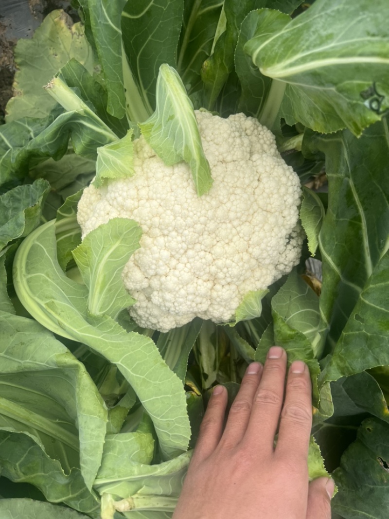 🔥有机白花菜🥦一手货源现砍现卖