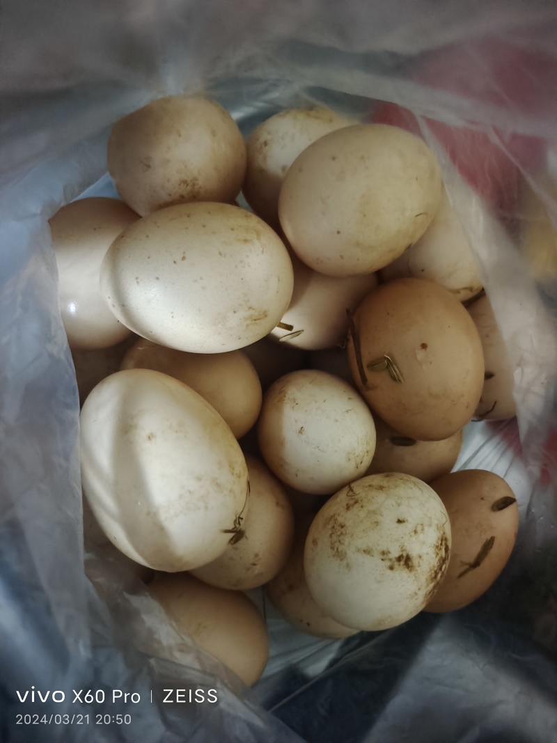 农家土鸡蛋《不添加任何合成料与添加剂，健康食品》