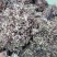 甘肃自产岷当归新种子，成活率95%量大从优