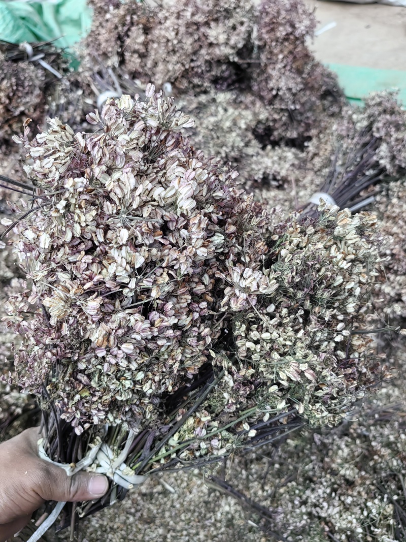 甘肃自产岷当归新种子，成活率95%量大从优