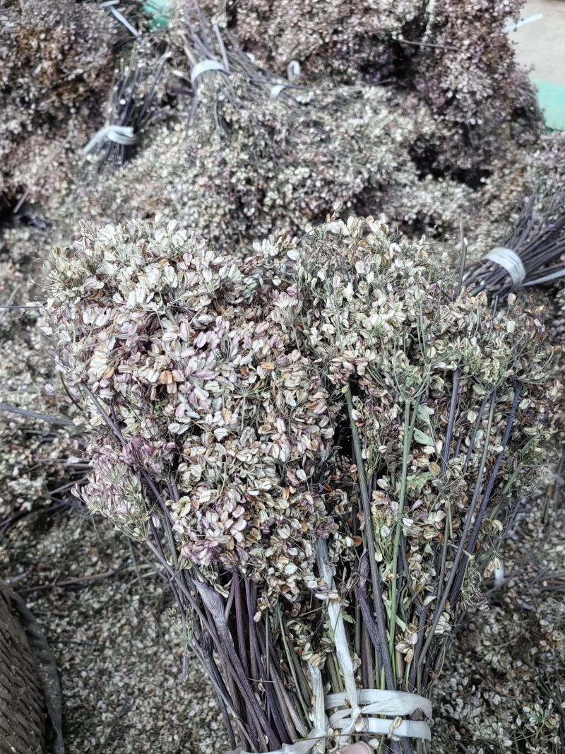 甘肃自产岷当归新种子，成活率95%量大从优