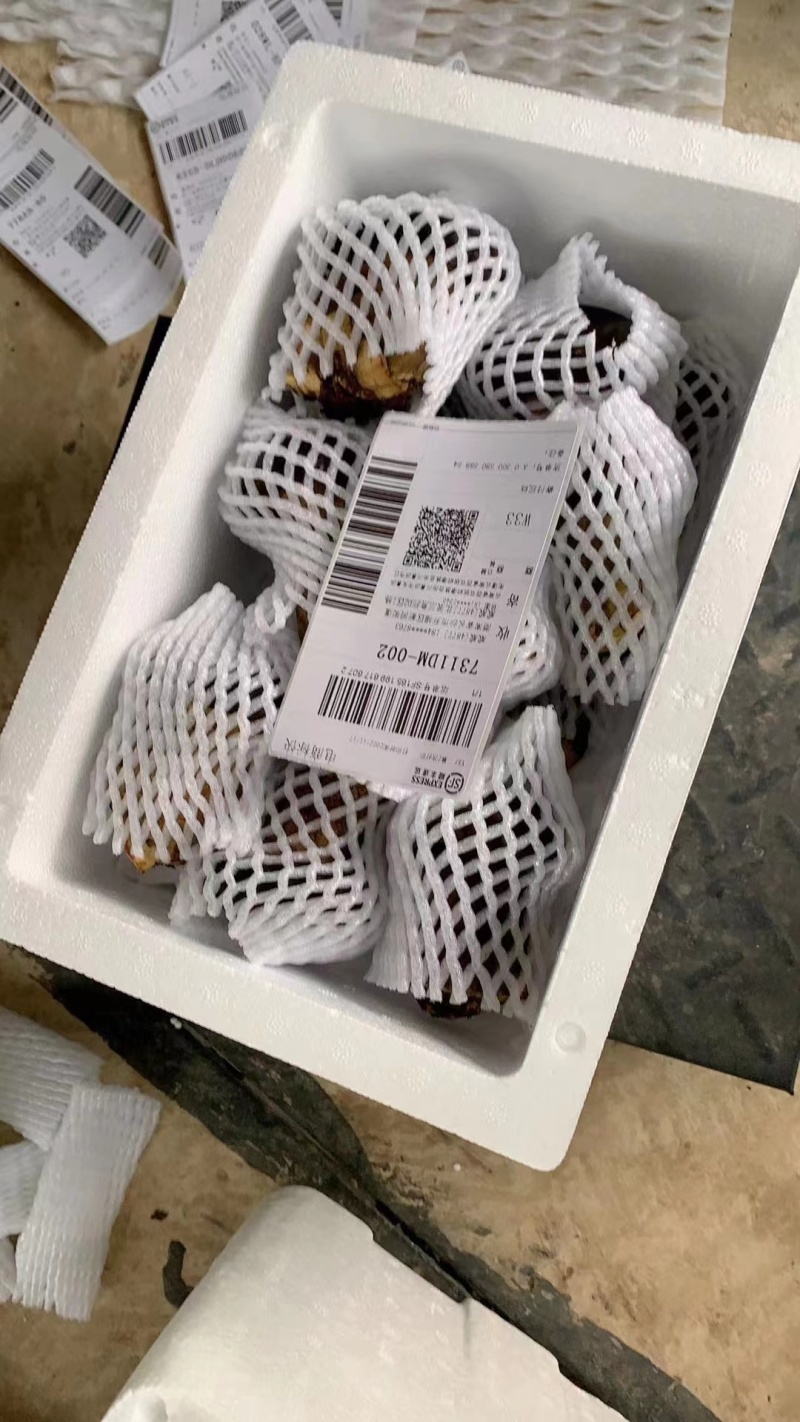 牛肝菌