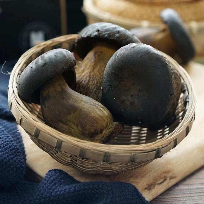 牛肝菌