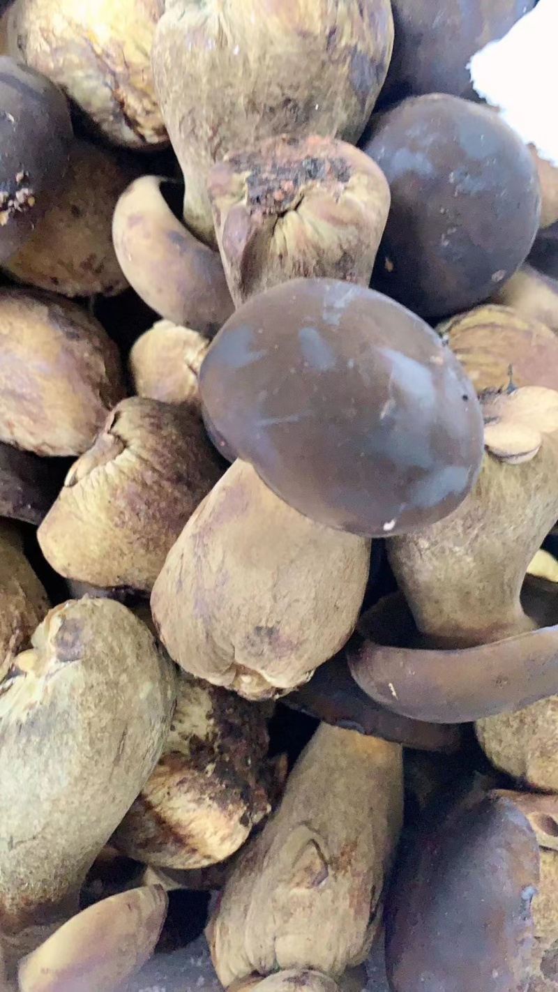 牛肝菌