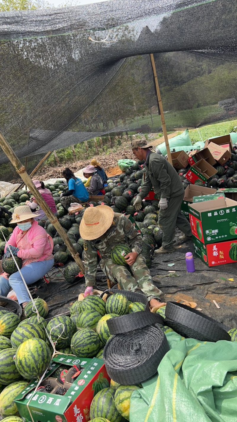 【无籽西瓜】云南美都西瓜，产地一手货源，可视频看货