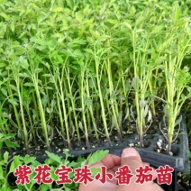 紫花宝珠小番茄苗超甜迷彩小番茄苗105穴盘苗棵棵带土