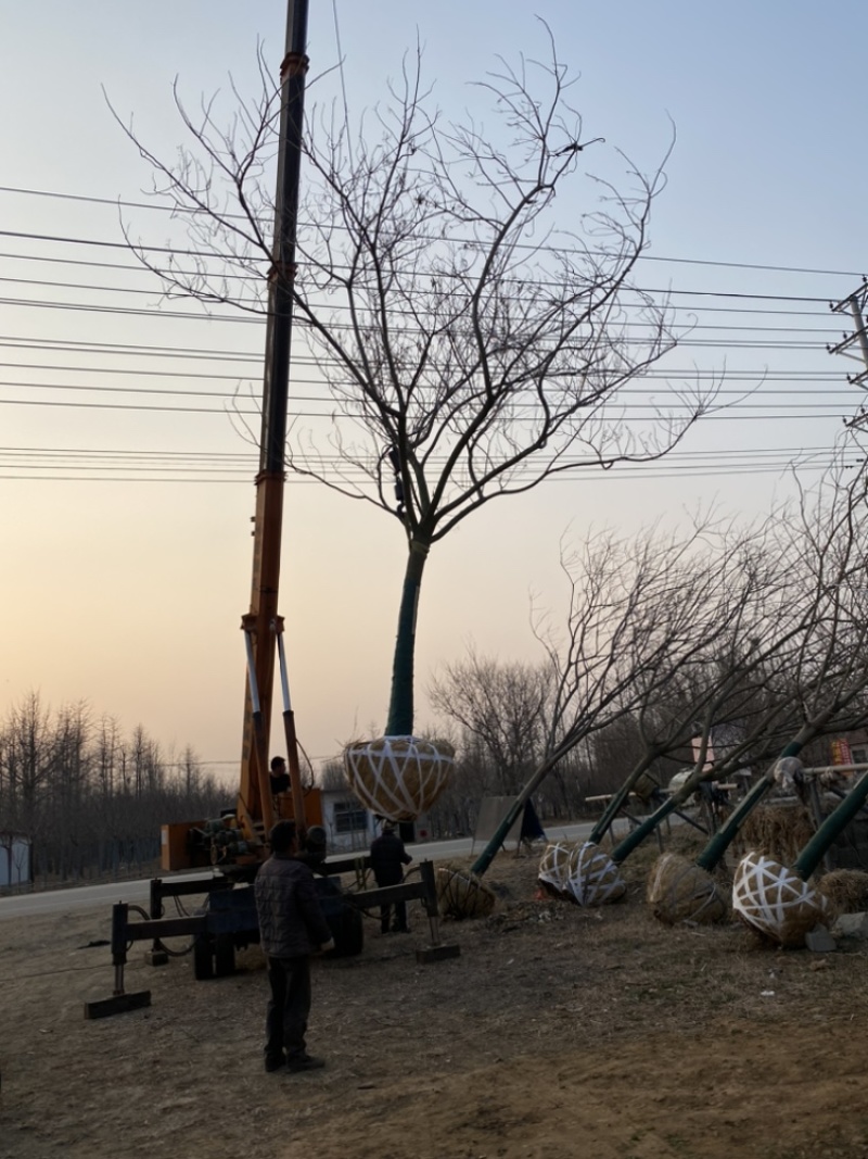 合欢—基地低价出售，山东基地希苗处理，树形优美，价格优惠