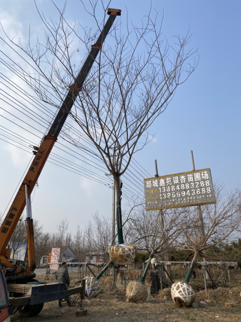 合欢—基地低价出售，山东基地希苗处理，树形优美，价格优惠
