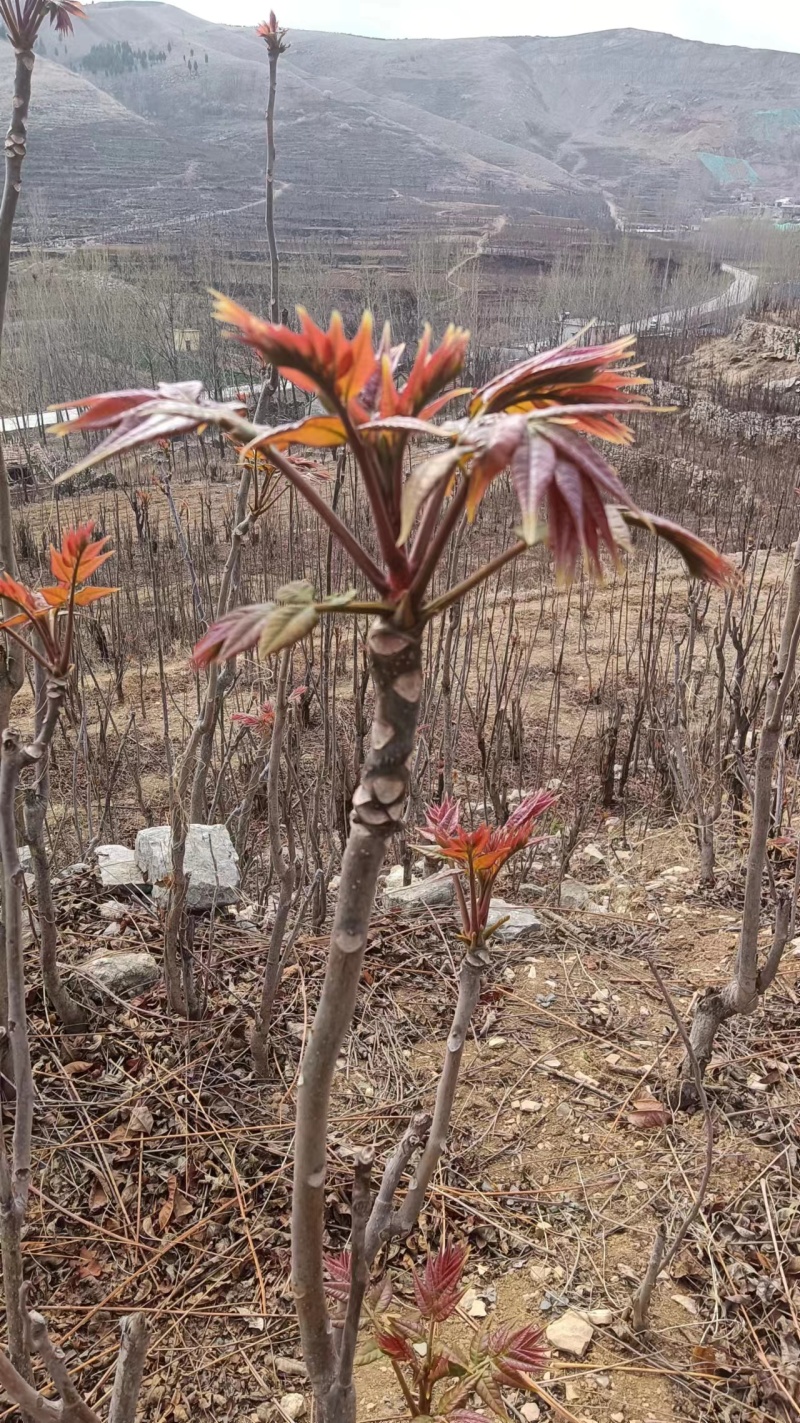 新鲜香椿芽大量上市，欢迎新老客户前来订购批发