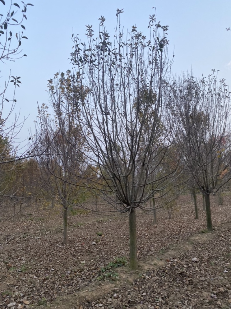 北美海棠—大批退林清地处理，质优价廉.预购从速