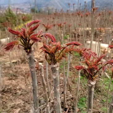 山东省新泰市香椿芽大量上市，老少皆宜，欢迎你的致电……