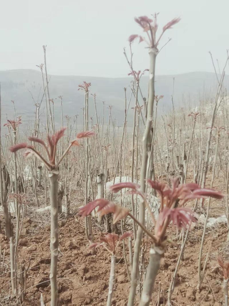 山东省新泰市香椿芽大量上市，老少皆宜，欢迎你的致电……