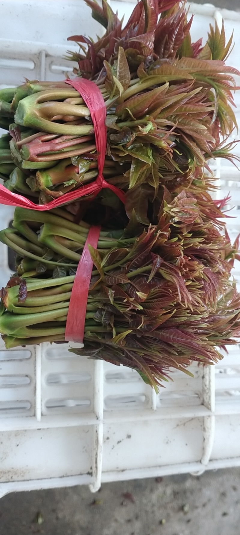 山东省新泰市香椿芽大量上市，老少皆宜，欢迎你的致电……
