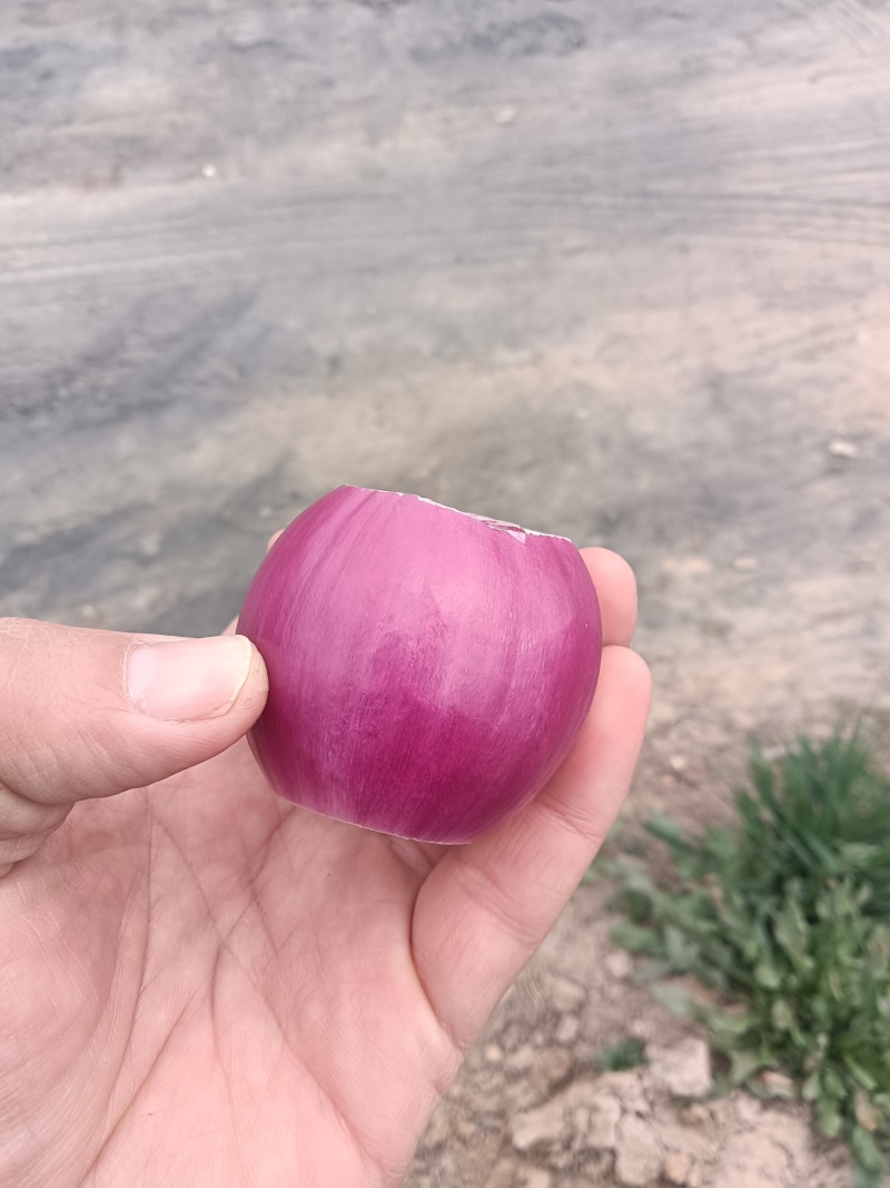 3-5小葱，蓝窝子，二红小葱，扒皮，深加工