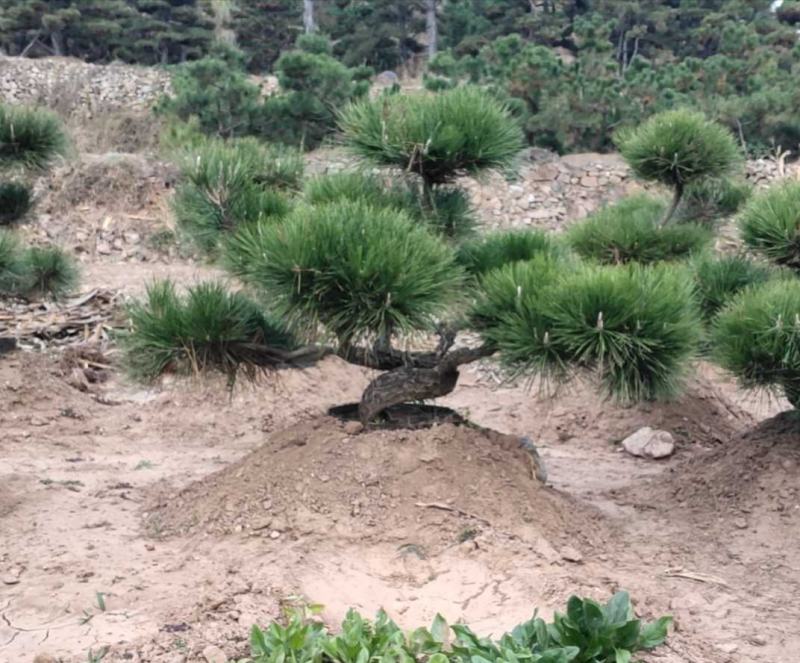 黑松盆景，价格低，货源足，粗壮，优美，黑松造型松，