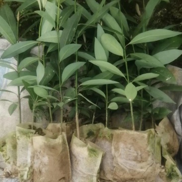 刨花润楠，又（香胶木），香粉树，营养杯苗，数量10万株。