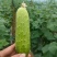 《湖北荆州》精品旱黄瓜，货量充足现摘现发实物为准