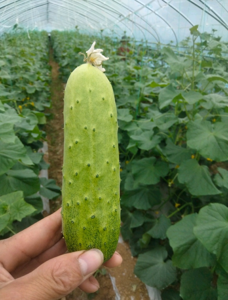 《湖北荆州》精品旱黄瓜，货量充足现摘现发实物为准