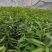 刨花润楠，又（香胶木），香粉树，营养杯苗，数量10万株。