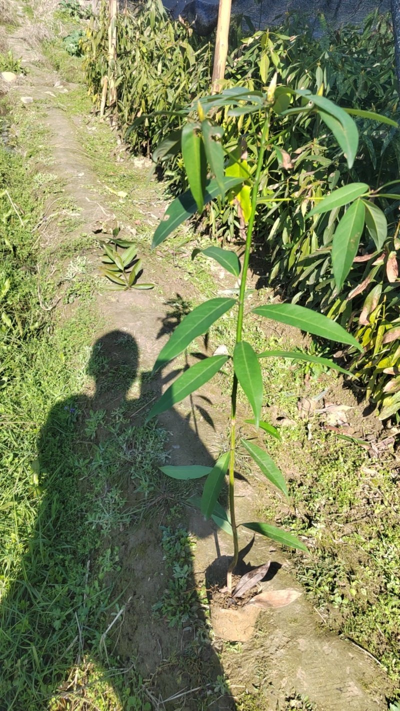 刨花润楠，又（香胶木），香粉树，营养杯苗，数量10万株。