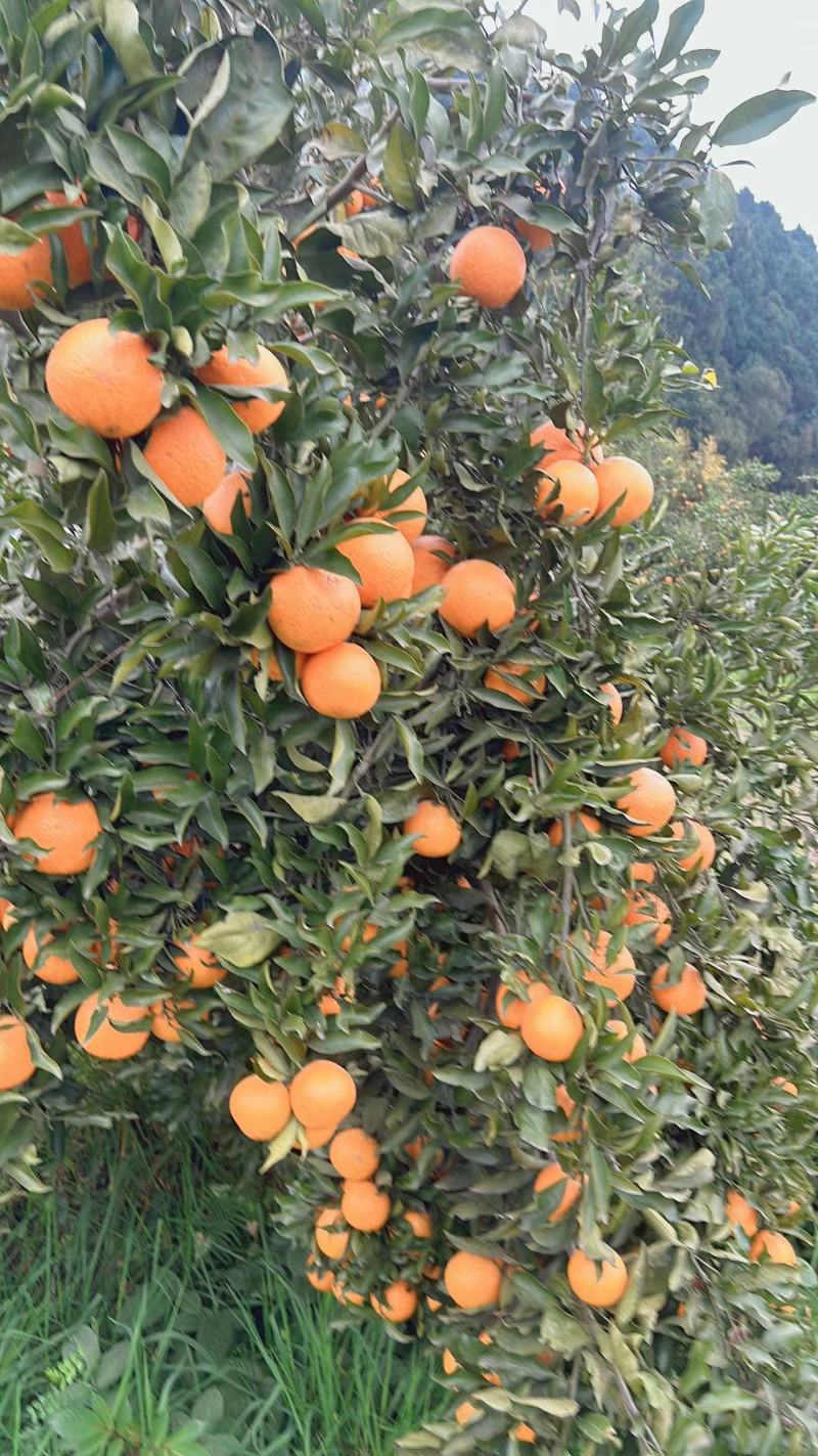 青见果冻橙大量有货欢迎全国各地板来看货