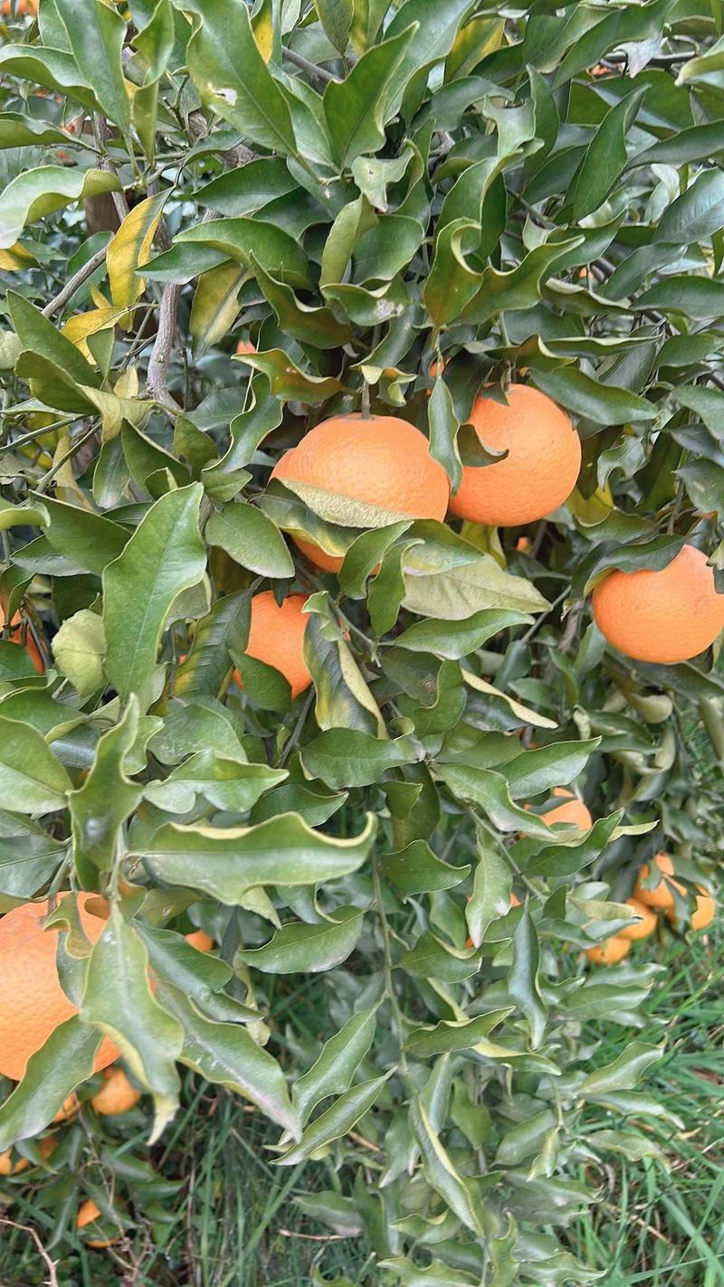 青见果冻橙大量有货欢迎全国各地板来看货