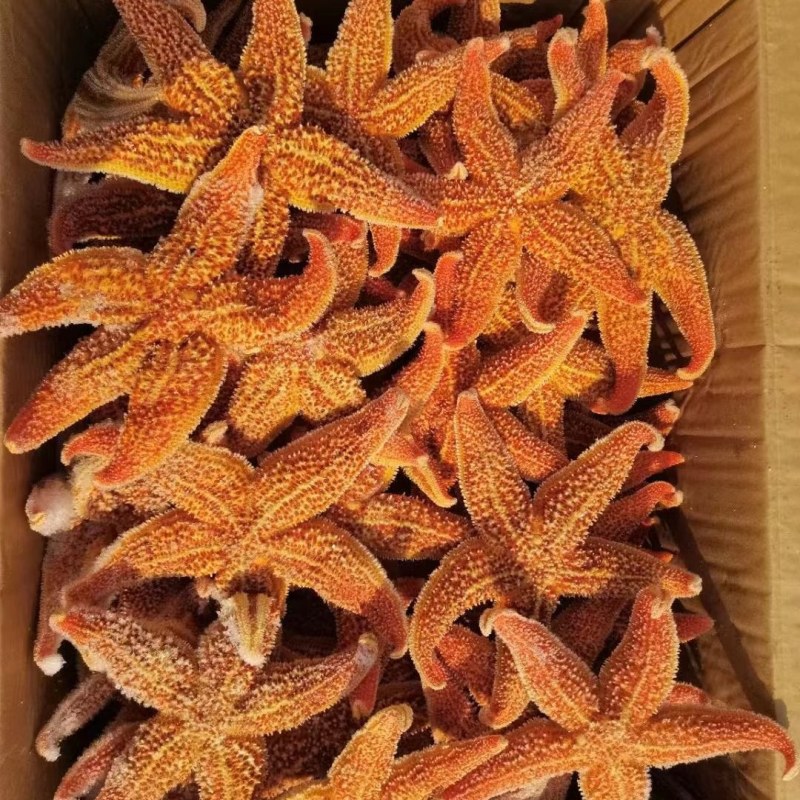 海星，规格2-3，4-6，6-8，18斤一件，规格板正