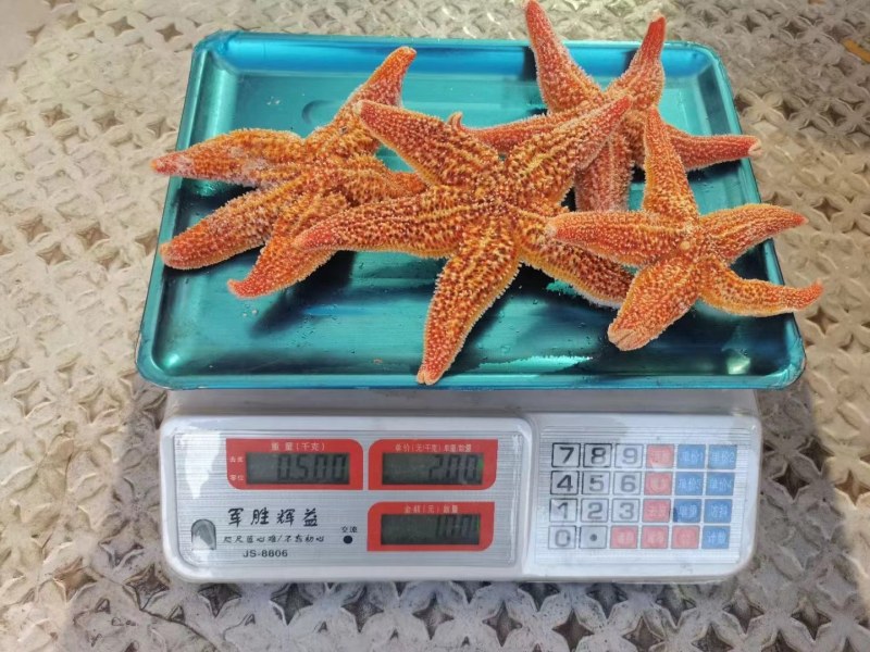海星，规格2-3，4-6，6-8，18斤一件，规格板正