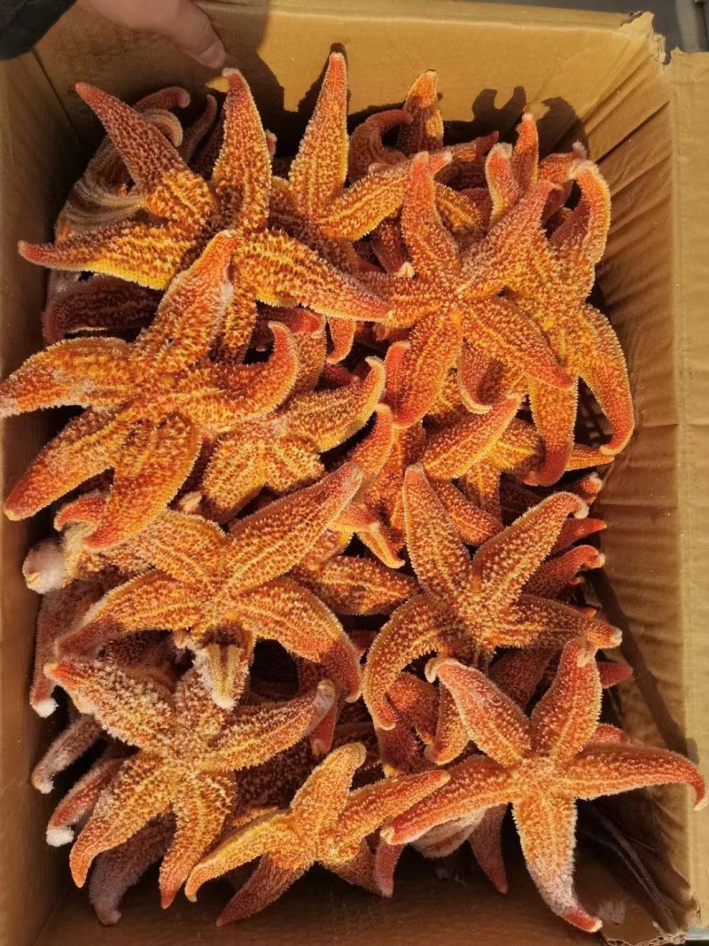 海星，规格2-3，4-6，6-8，18斤一件，规格板正