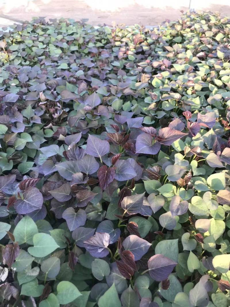 大量出售各种地瓜苗，品种有紫红皮白瓤（早丰，一窝红:)