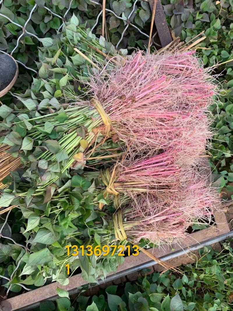 大量出售各种地瓜苗，品种有紫红皮白瓤（早丰，一窝红:)