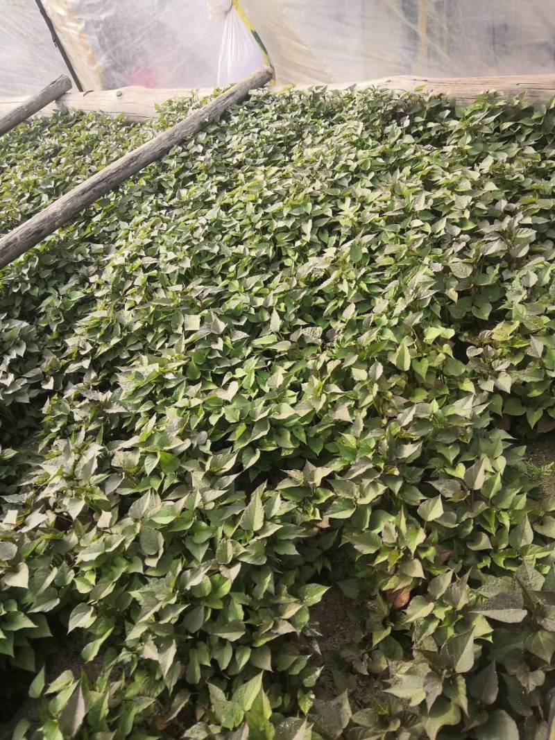 大量出售各种地瓜苗，品种有紫红皮白瓤（早丰，一窝红:)