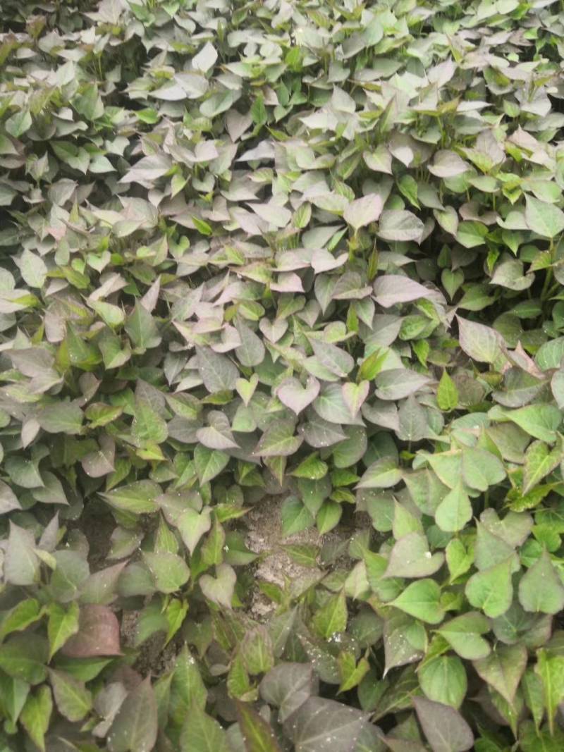 大量出售各种地瓜苗，品种有紫红皮白瓤（早丰，一窝红:)