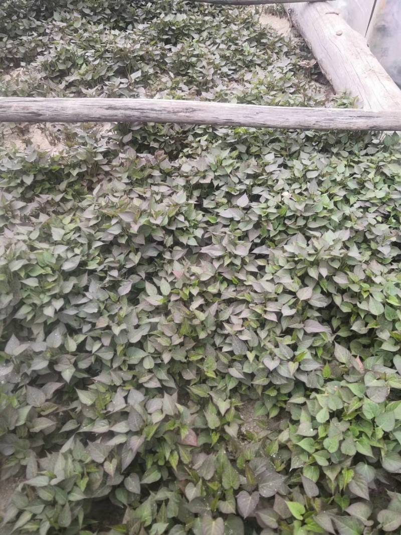 大量出售各种地瓜苗，品种有紫红皮白瓤（早丰，一窝红:)